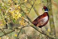 Phasianus colchicus colchicus (Fagiano comune)